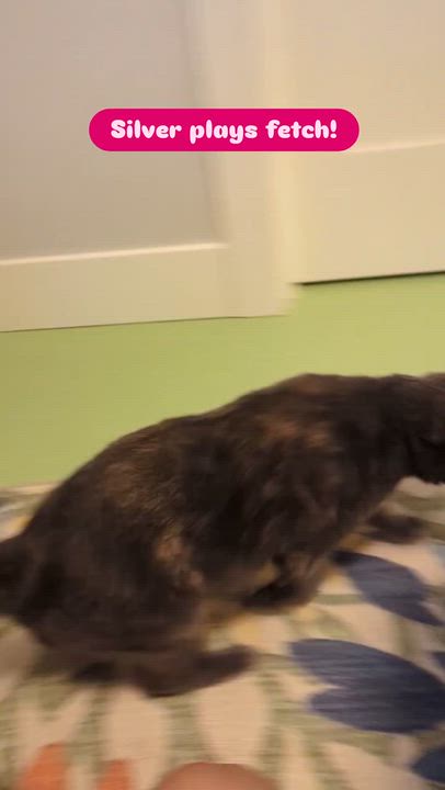 Enlarge Silver, a ADOPTABLE mixed breed in West Richland, WA video 2/6