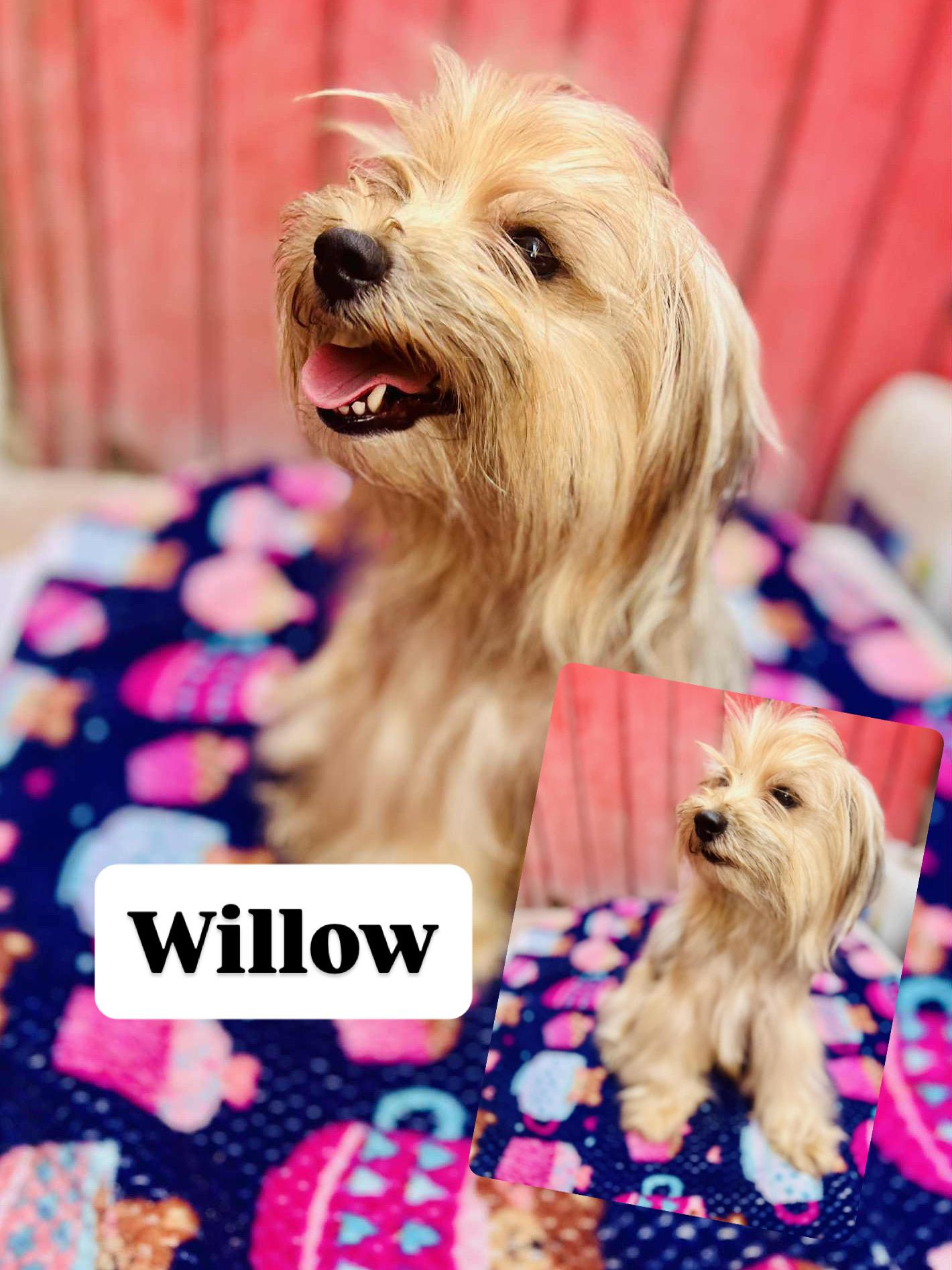 Enlarge Willow, a Adoptable Yorkshire Terrier in Rancho Santa Fe, CA image 1/1
