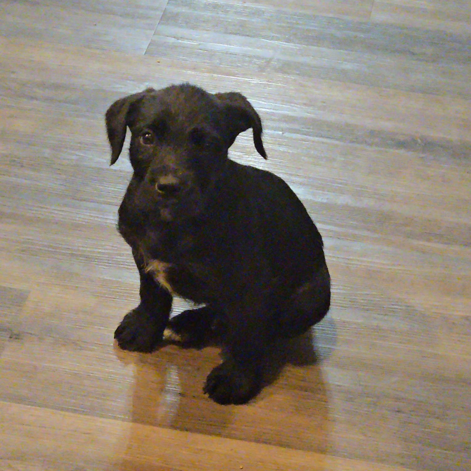 Enlarge Wilder, an adopted mixed breed in Waxhaw, NC image 1/1