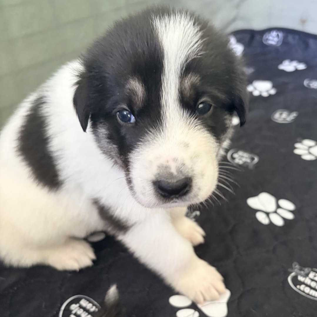 DIJON- Local, a ADOPTABLE mixed breed in Warwick, RI image 4/6