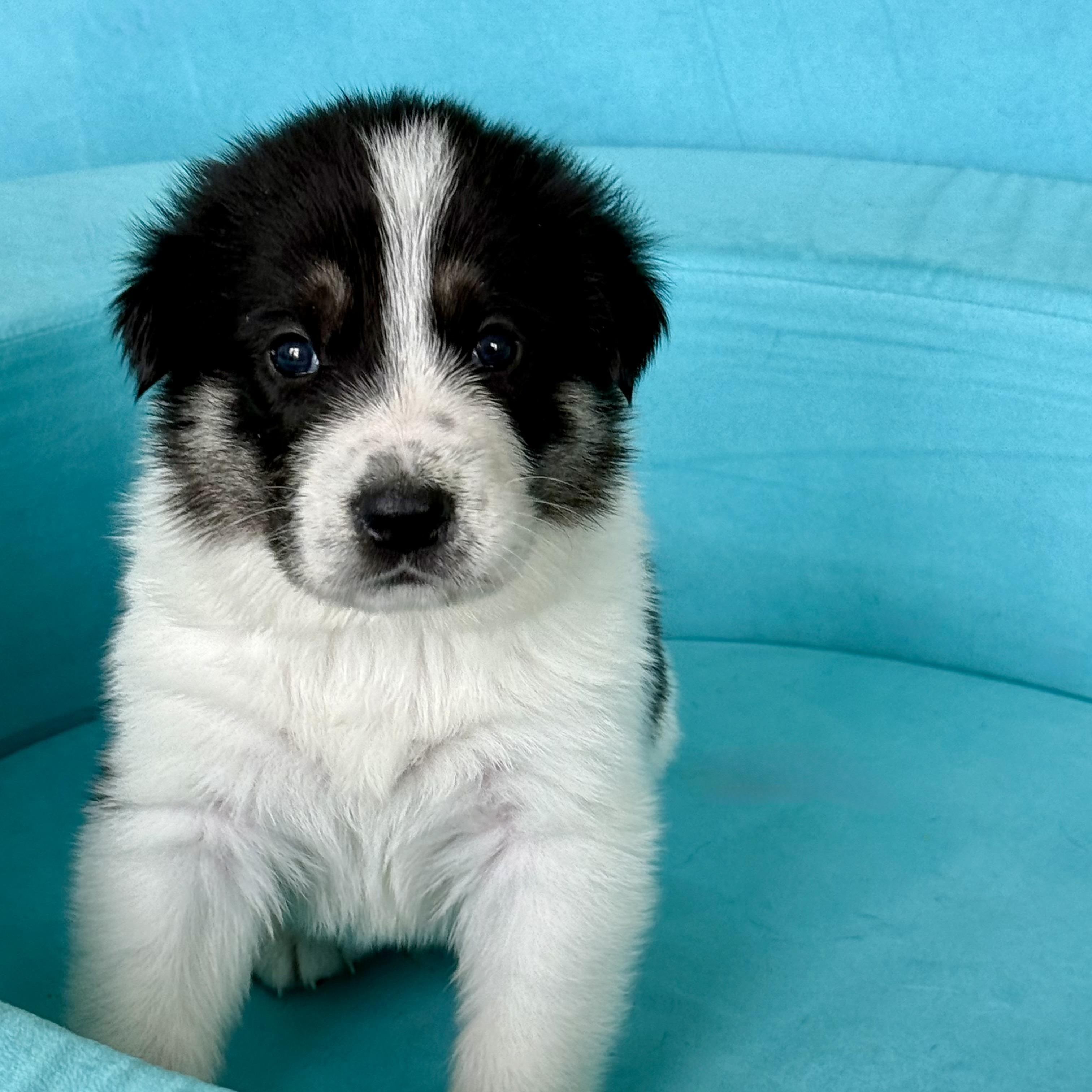 DIJON- Local, a ADOPTABLE mixed breed in Warwick, RI image 3/6