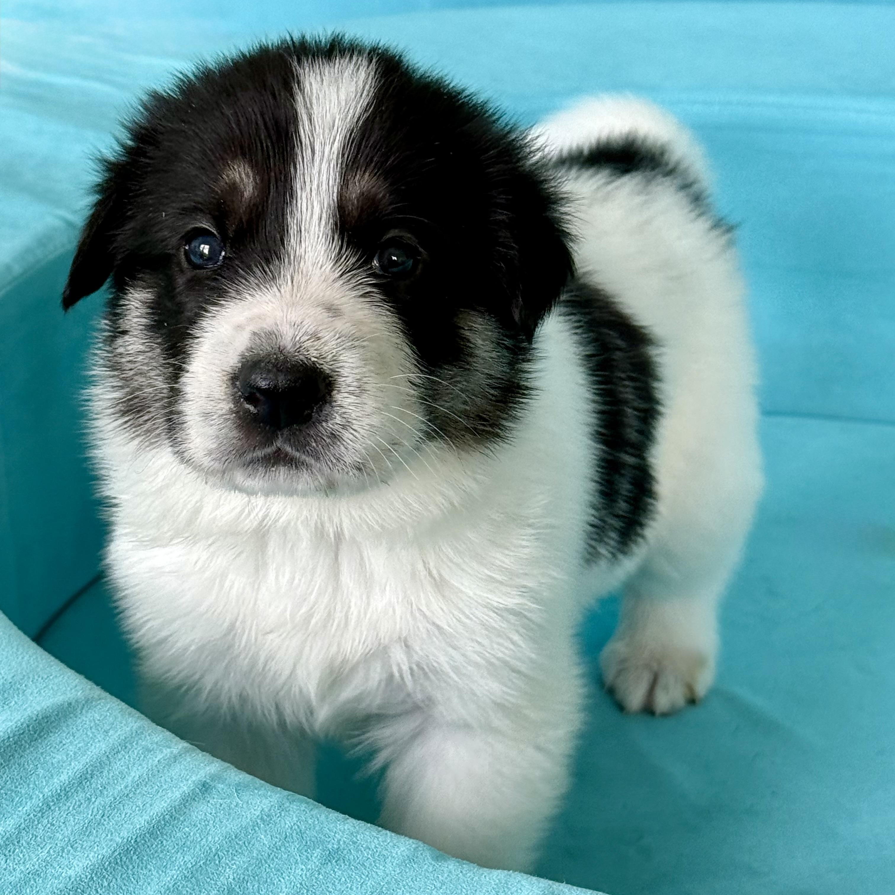 DIJON- Local, a ADOPTABLE mixed breed in Warwick, RI image 5/6