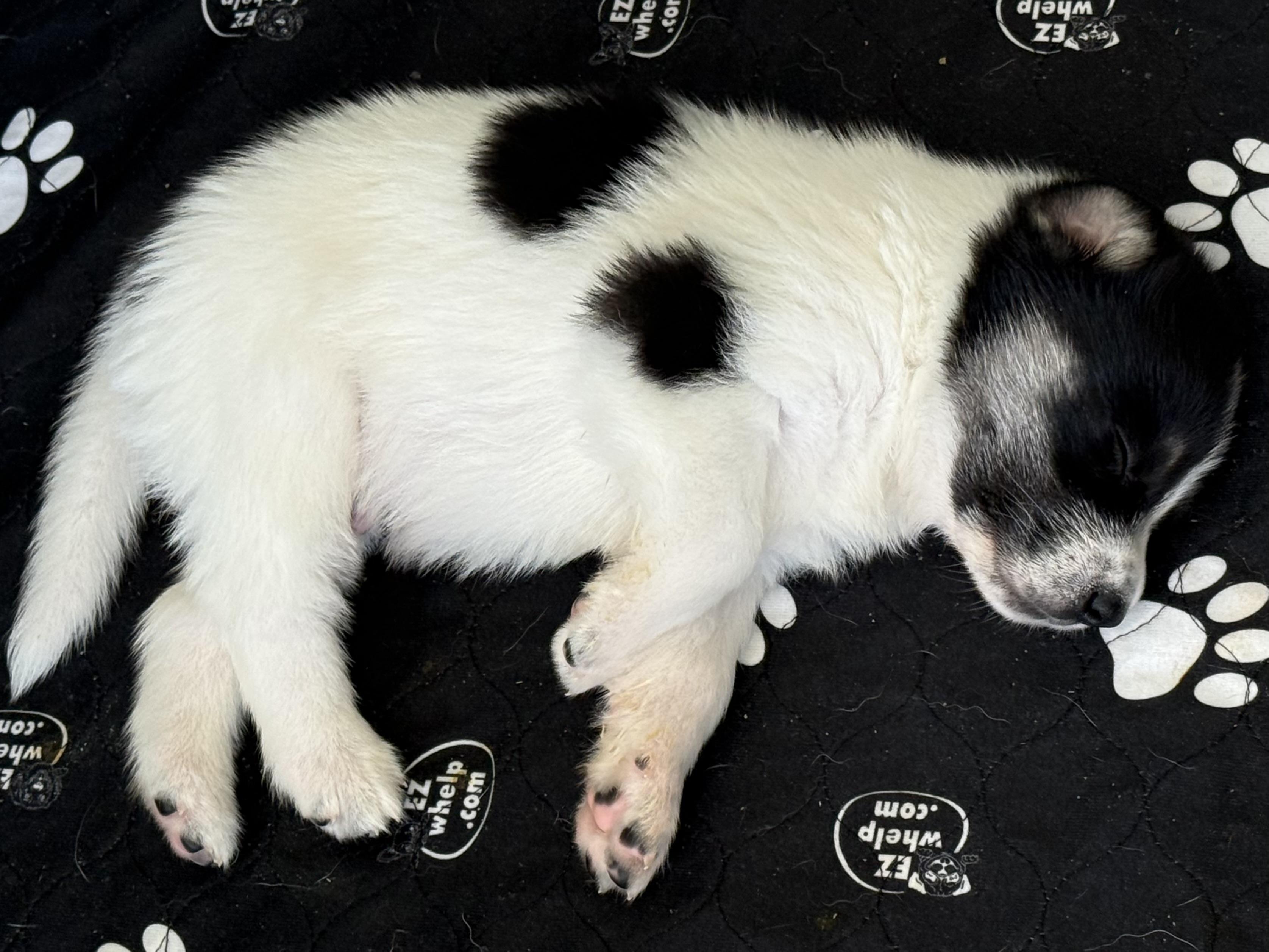 DIJON- Local, a ADOPTABLE mixed breed in Warwick, RI image 2/6