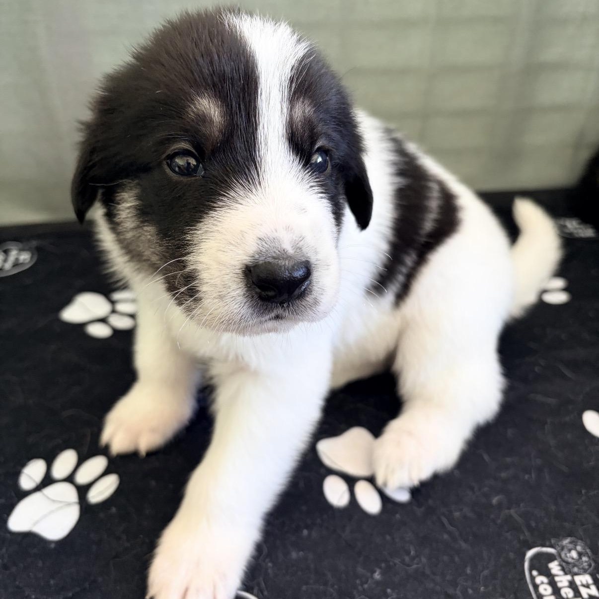 DIJON- Local, ADOPTABLE, Puppy Male Anatolian Shepherd.