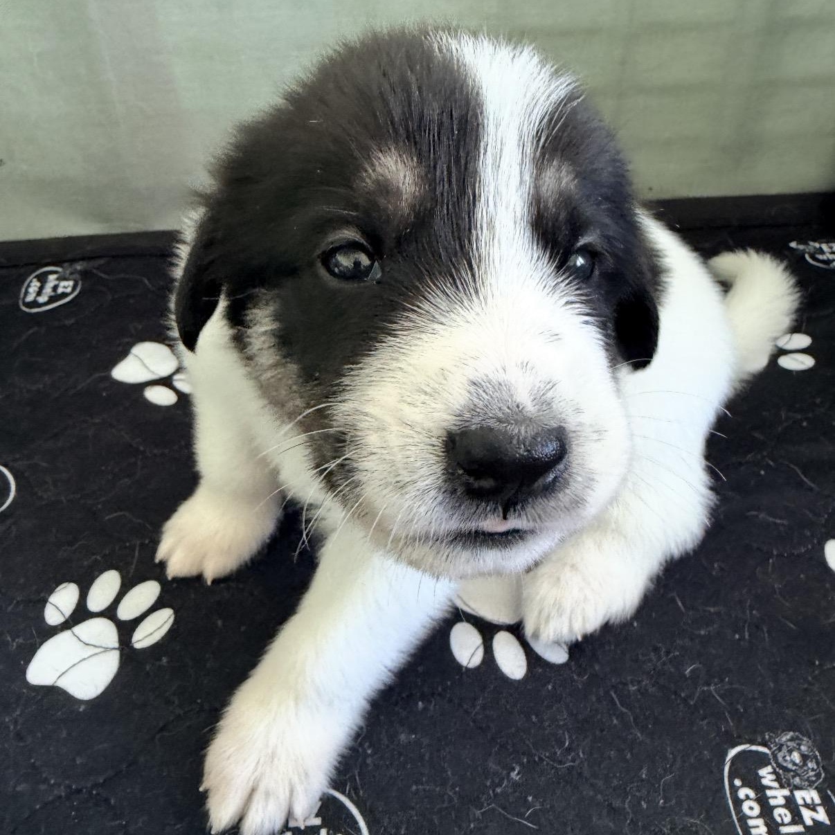 DIJON- Local, a ADOPTABLE mixed breed in Warwick, RI image 6/6
