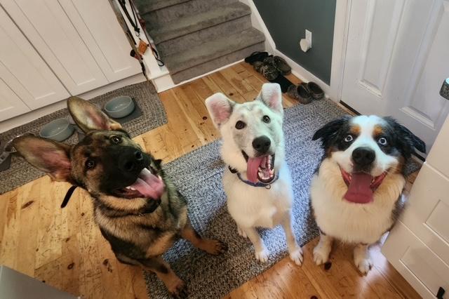 Dirk, Adopted, Young Male White German Shepherd.