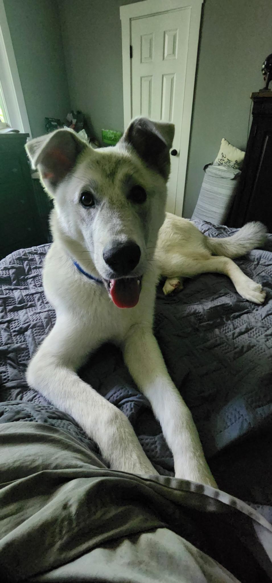 Dirk, a Adopted mixed breed in Hillsborough, NJ image 2/3