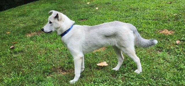 Dirk, a Adopted mixed breed in Hillsborough, NJ image 3/3