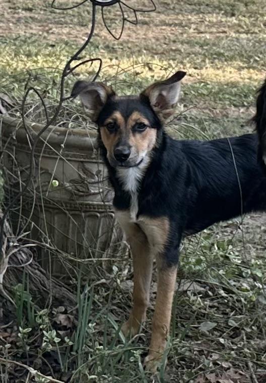 Birdie, ADOPTABLE, Young Female Shepherd.