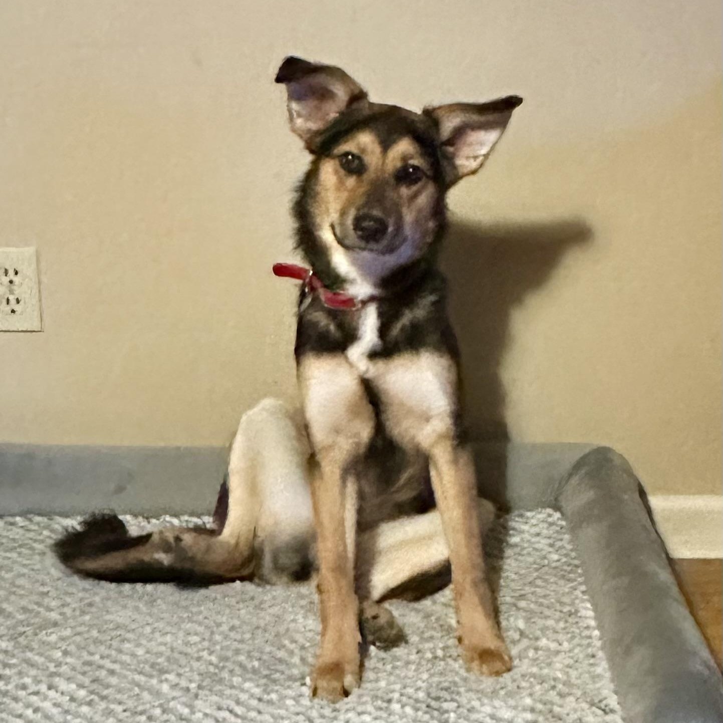 Birdie, a ADOPTABLE mixed breed in Little Rock, AR image 1/3