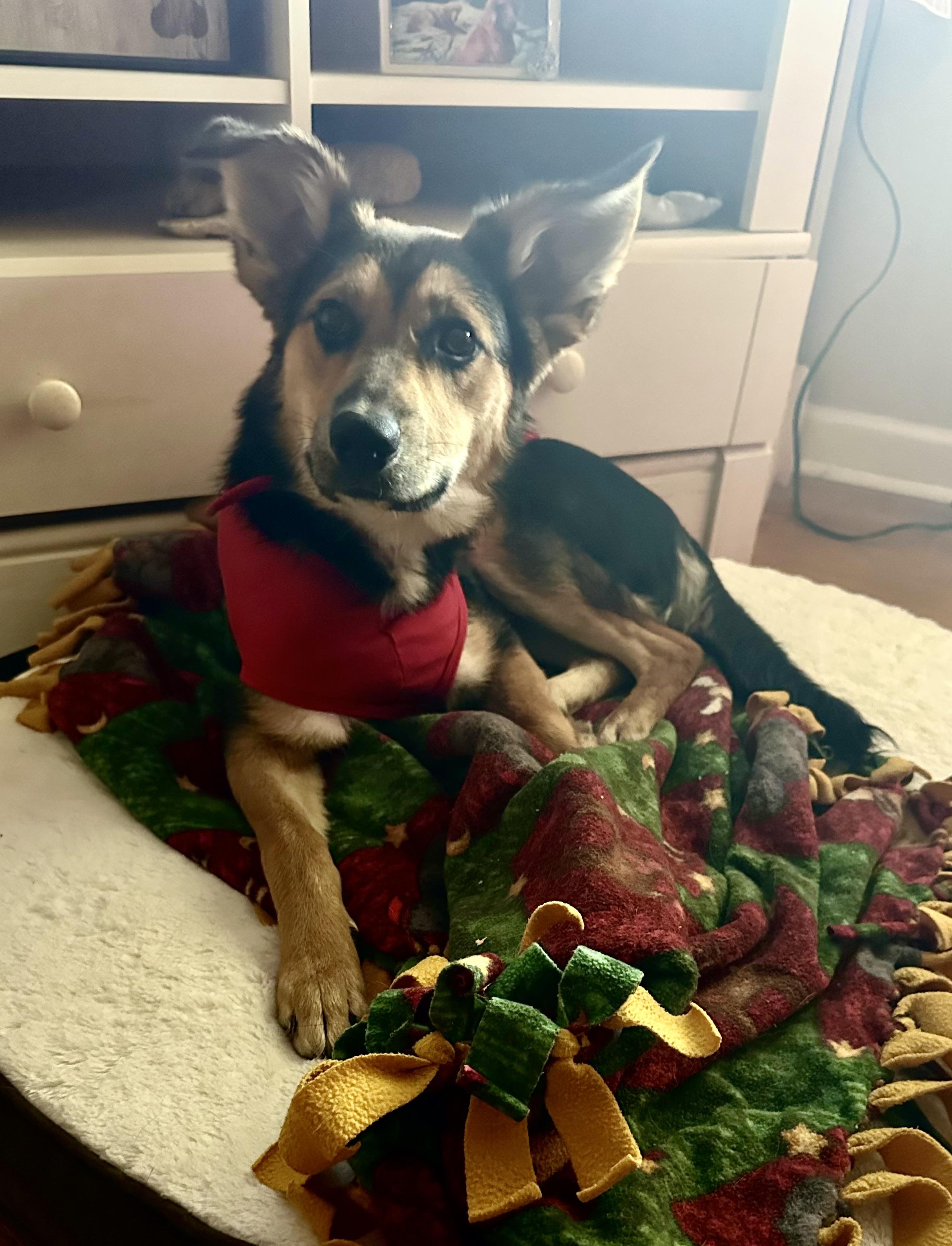 Birdie, a ADOPTABLE mixed breed in Little Rock, AR image 2/3