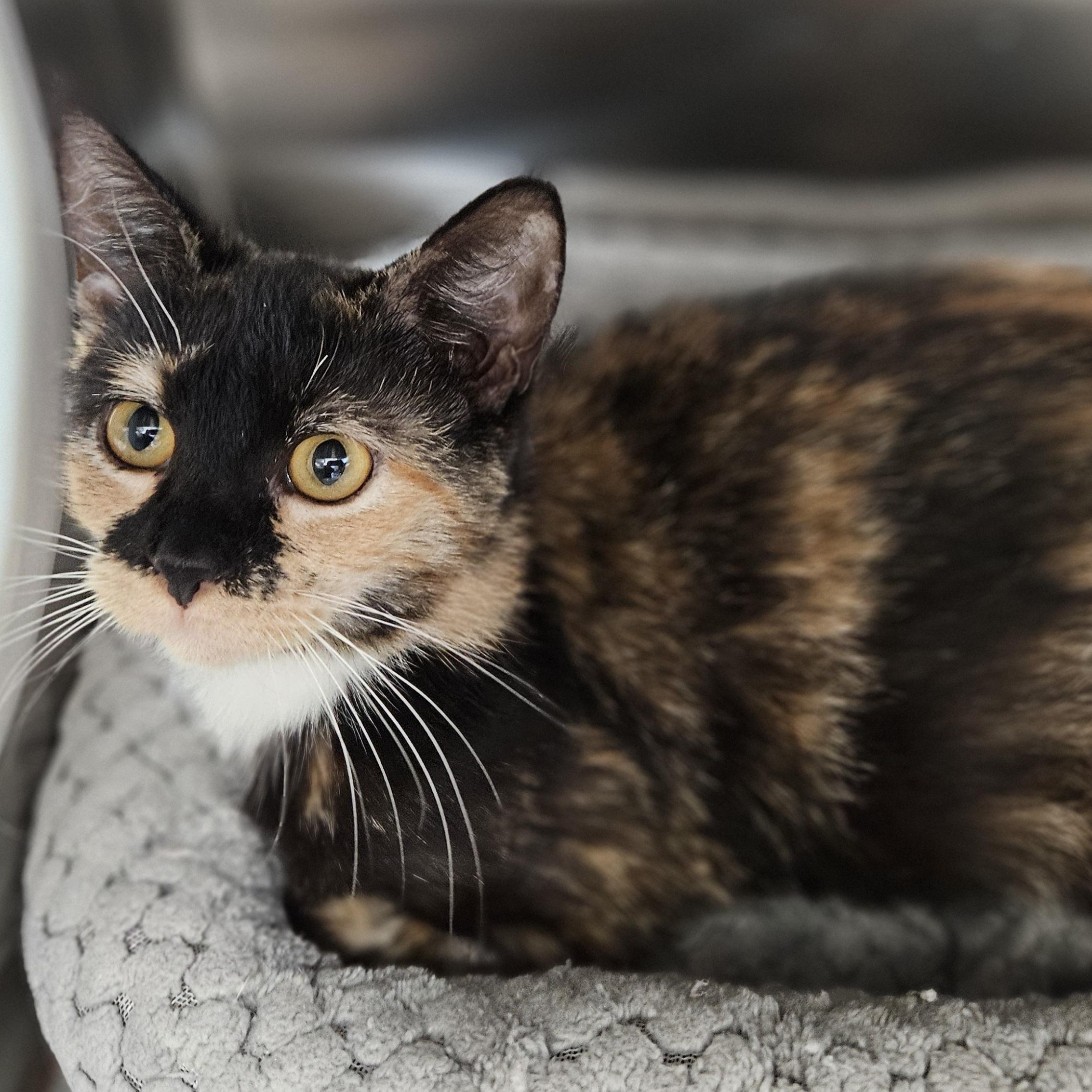 Enlarge Mouse, an adopted Domestic Short Hair in Gainesville, TX image 1/1