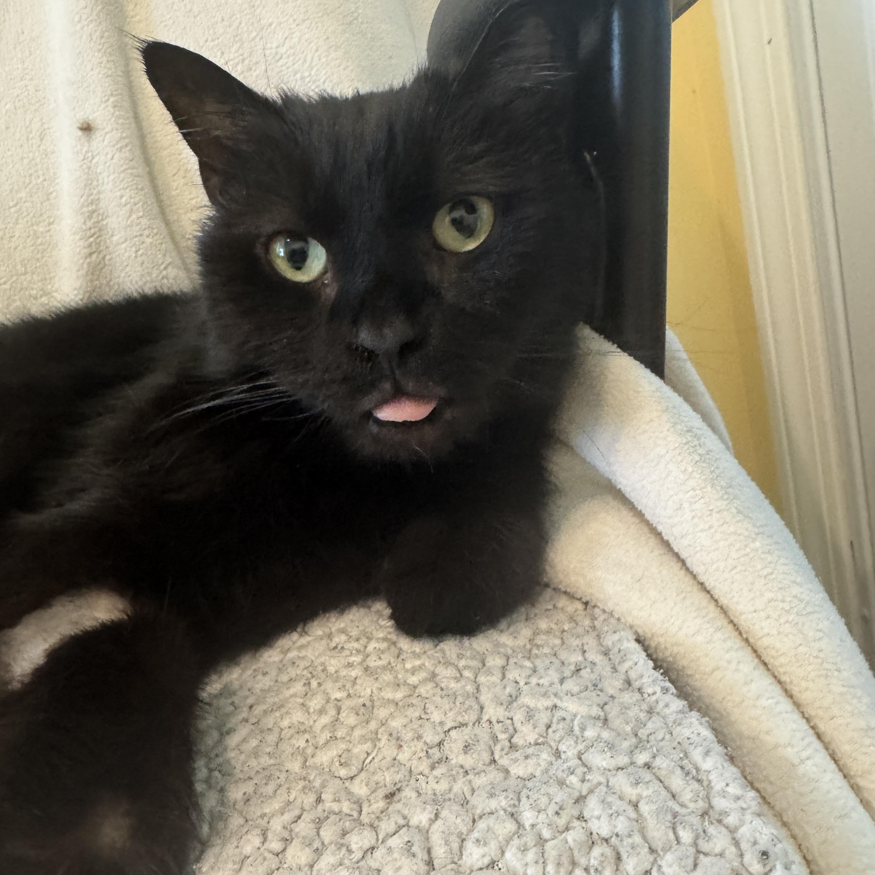 Enlarge Magic Man & Presto, an adopted mixed breed in Wells, ME image 4/6