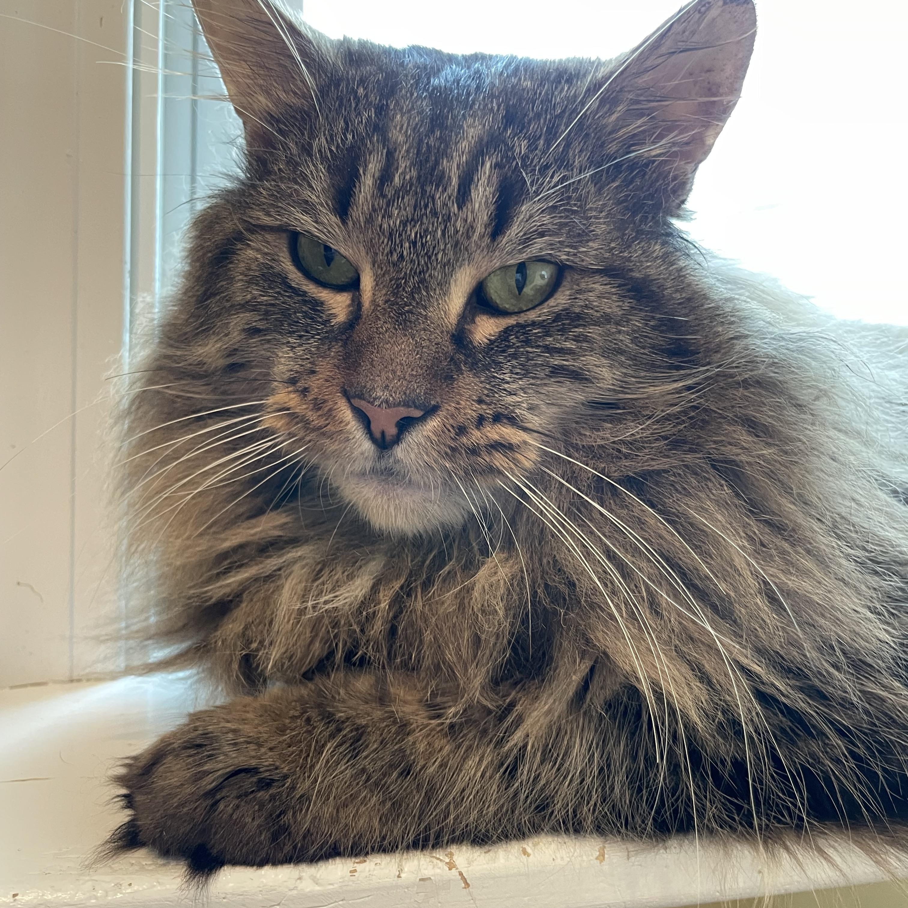 Enlarge Magic Man & Presto, an adopted mixed breed in Wells, ME image 6/6