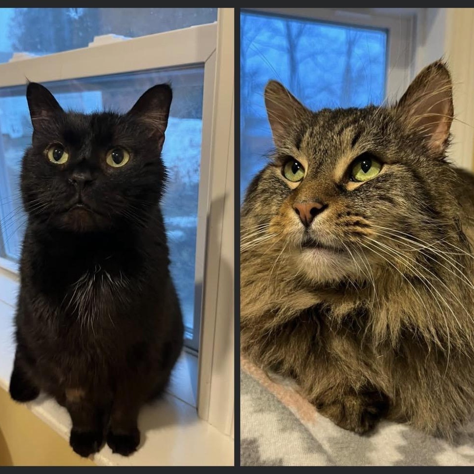 Magic Man & Presto, adopted, Adult Male Domestic Long Hair & Maine Coon.