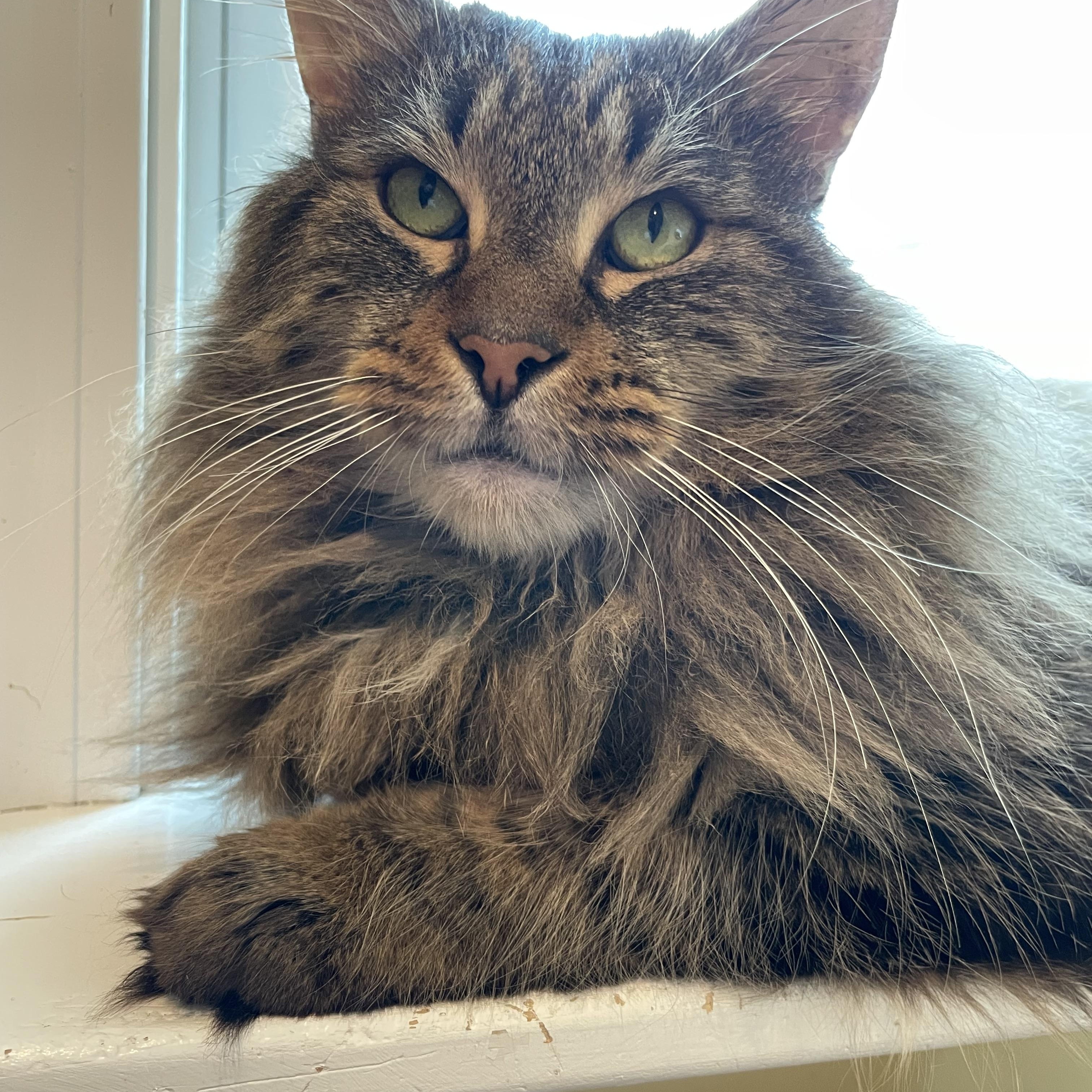 Enlarge Magic Man & Presto, an adopted mixed breed in Wells, ME image 2/6