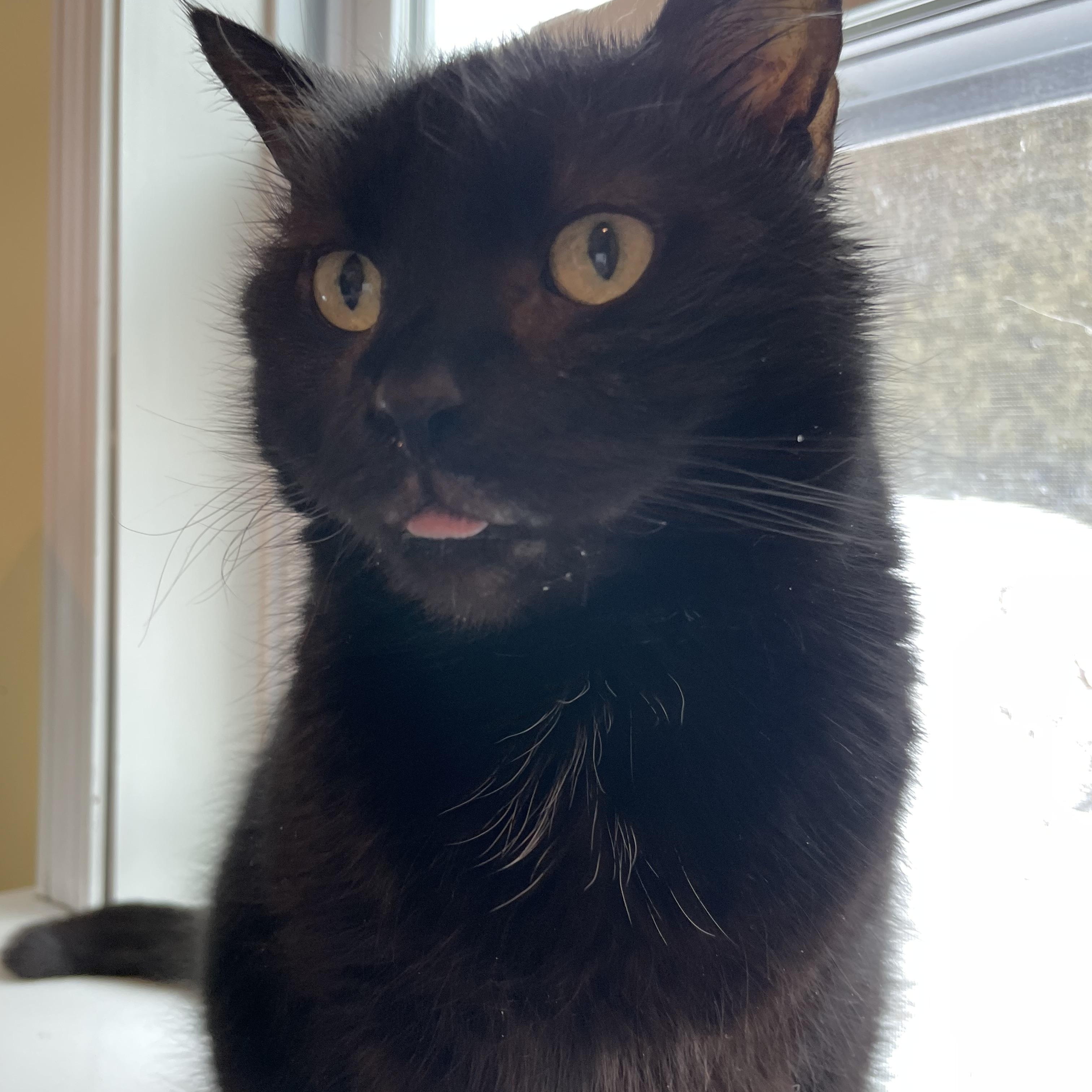 Enlarge Magic Man & Presto, an adopted mixed breed in Wells, ME image 5/6