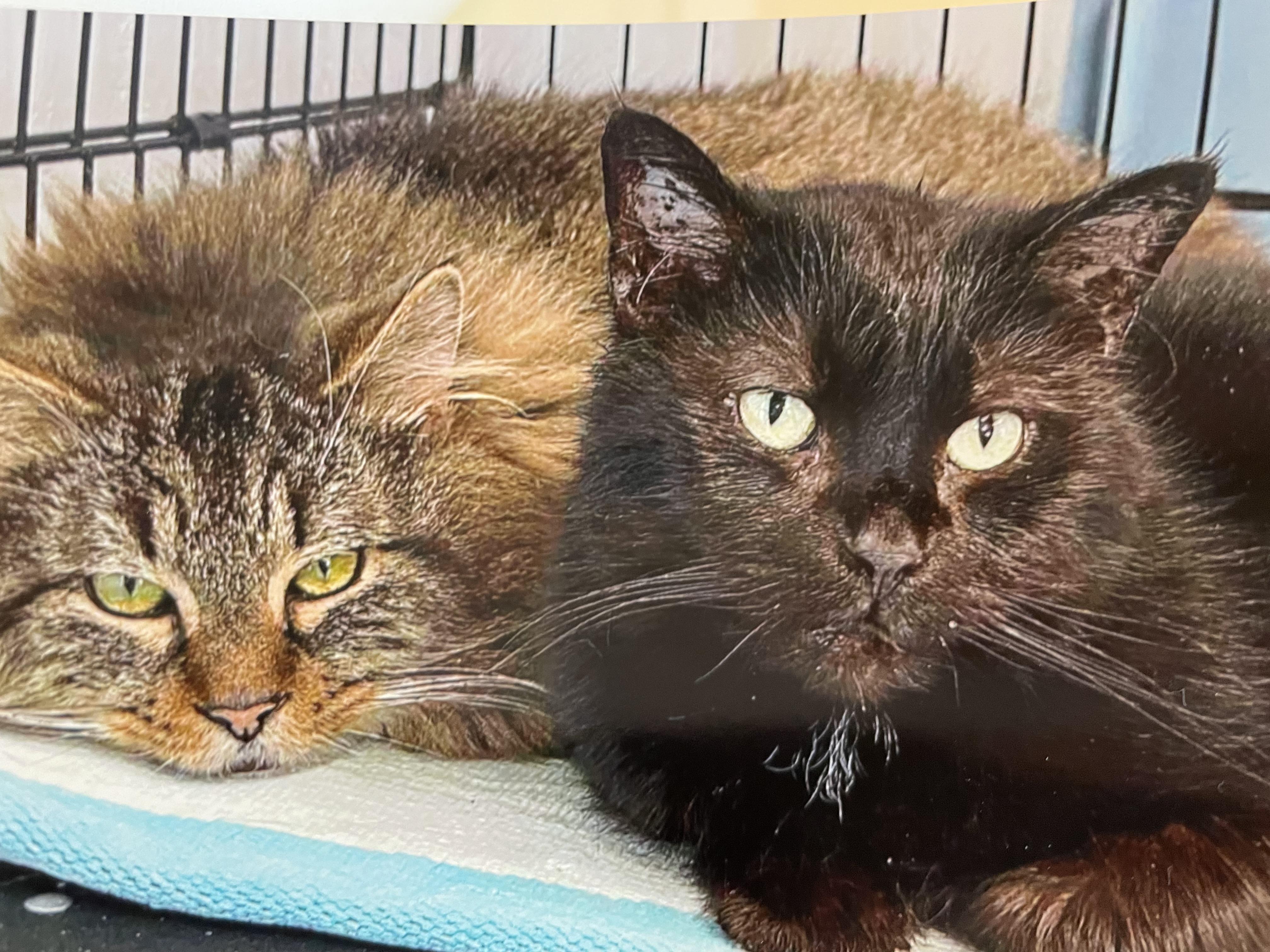 Enlarge Magic Man & Presto, an adopted mixed breed in Wells, ME image 3/6