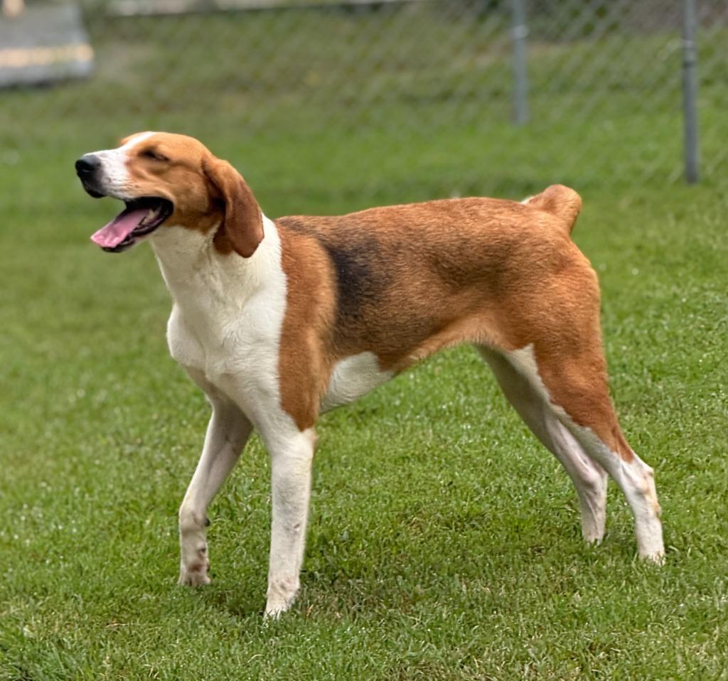 Susie, Adoptable, Adult Female Hound.