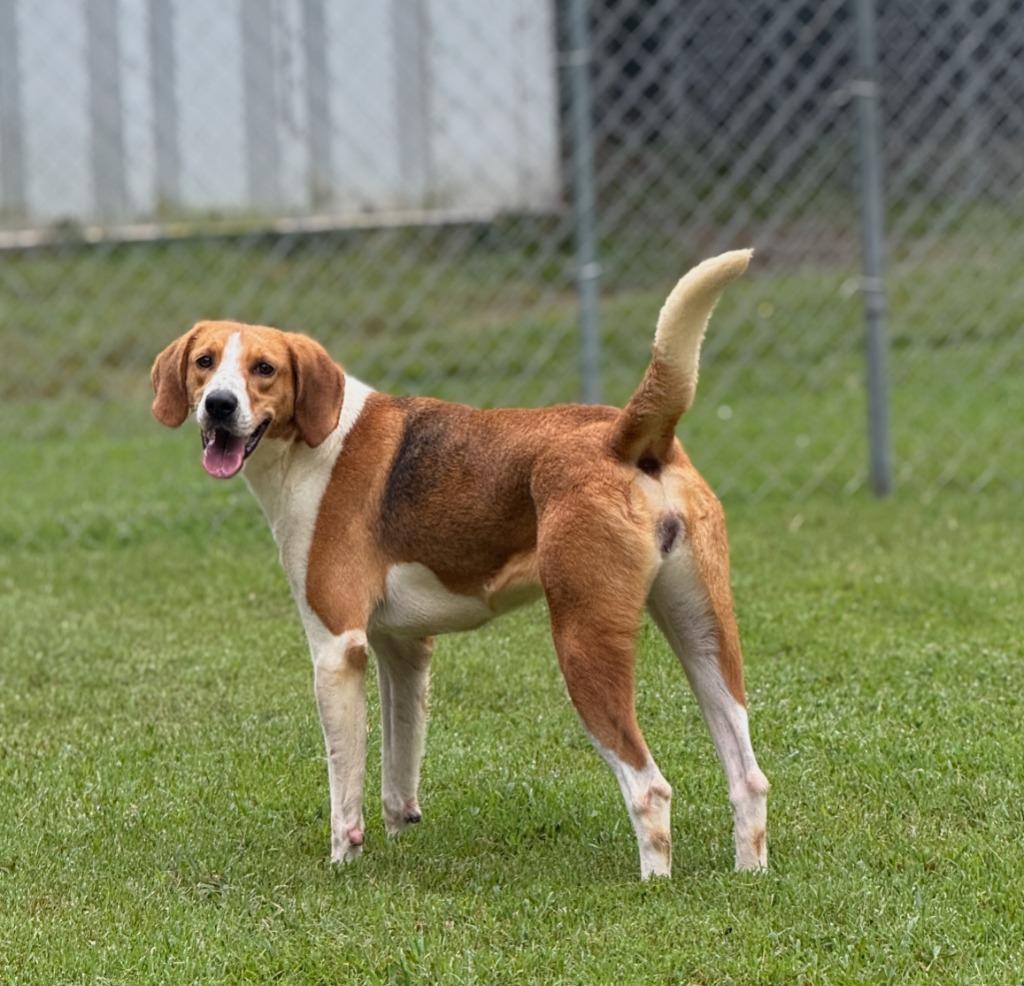 Enlarge Susie, a Adoptable Hound in Hampton, VA image 2/2