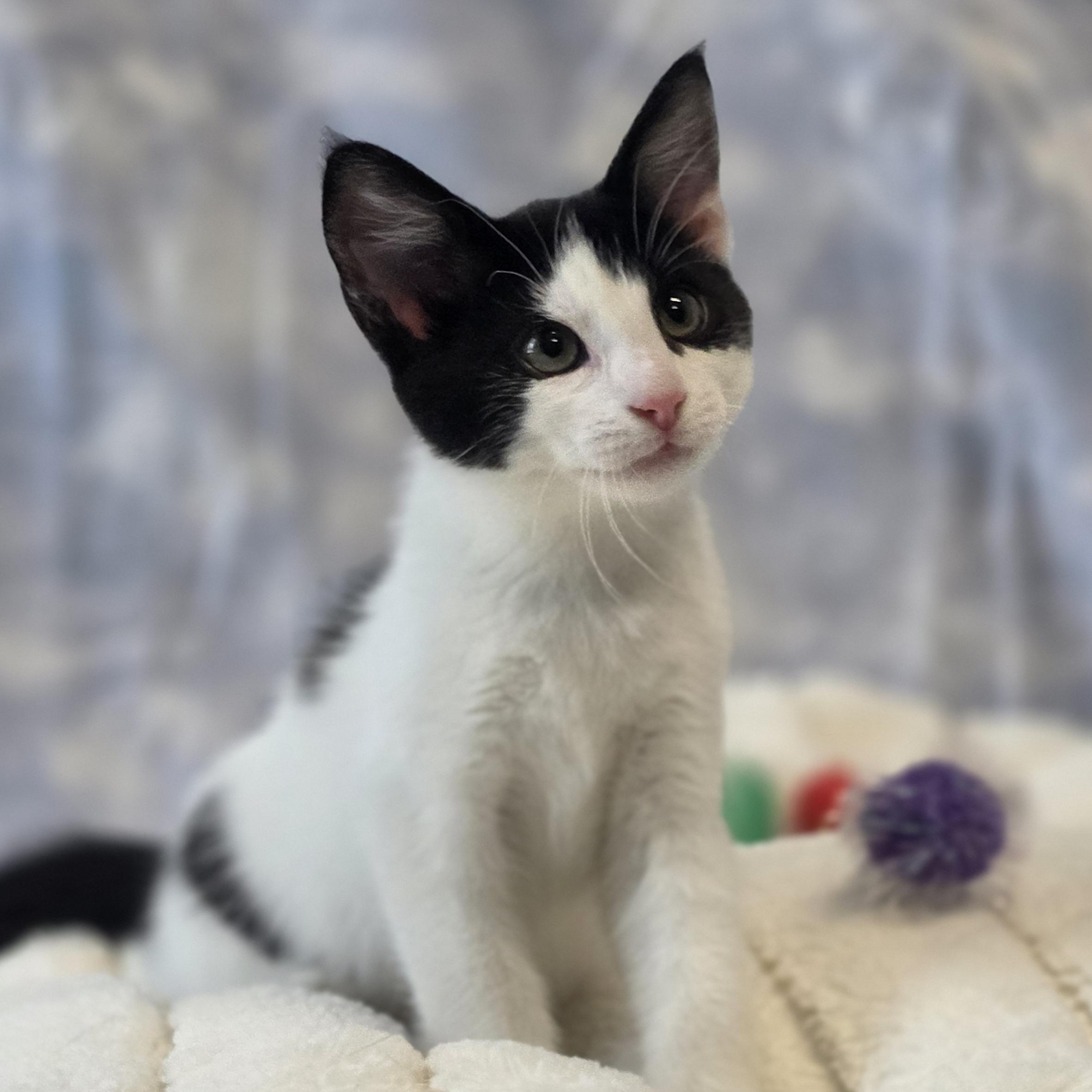 Fancy Nancy, an adopted Domestic Short Hair in Lowell, AR image 2/5