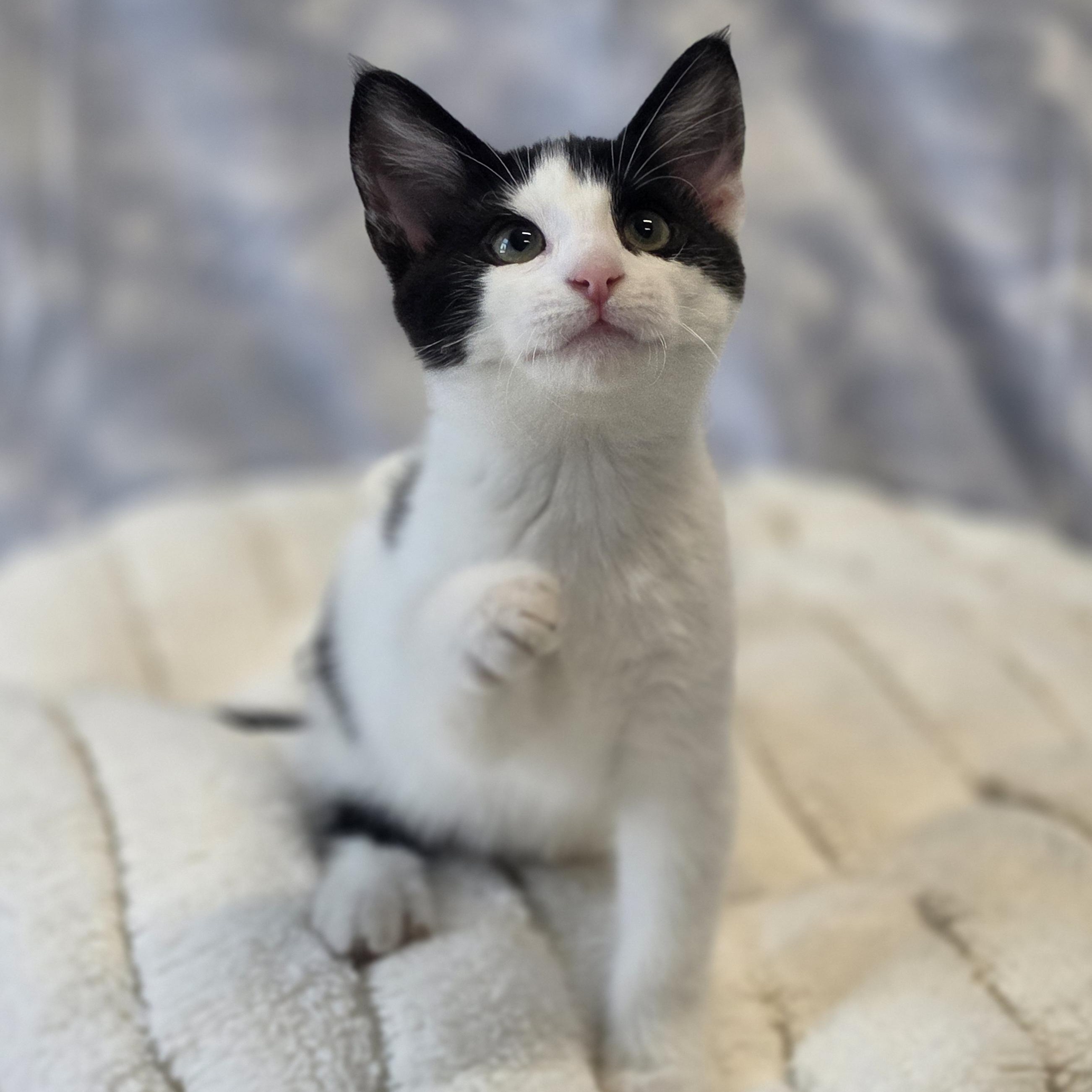 Fancy Nancy, an adopted Domestic Short Hair in Lowell, AR image 3/5