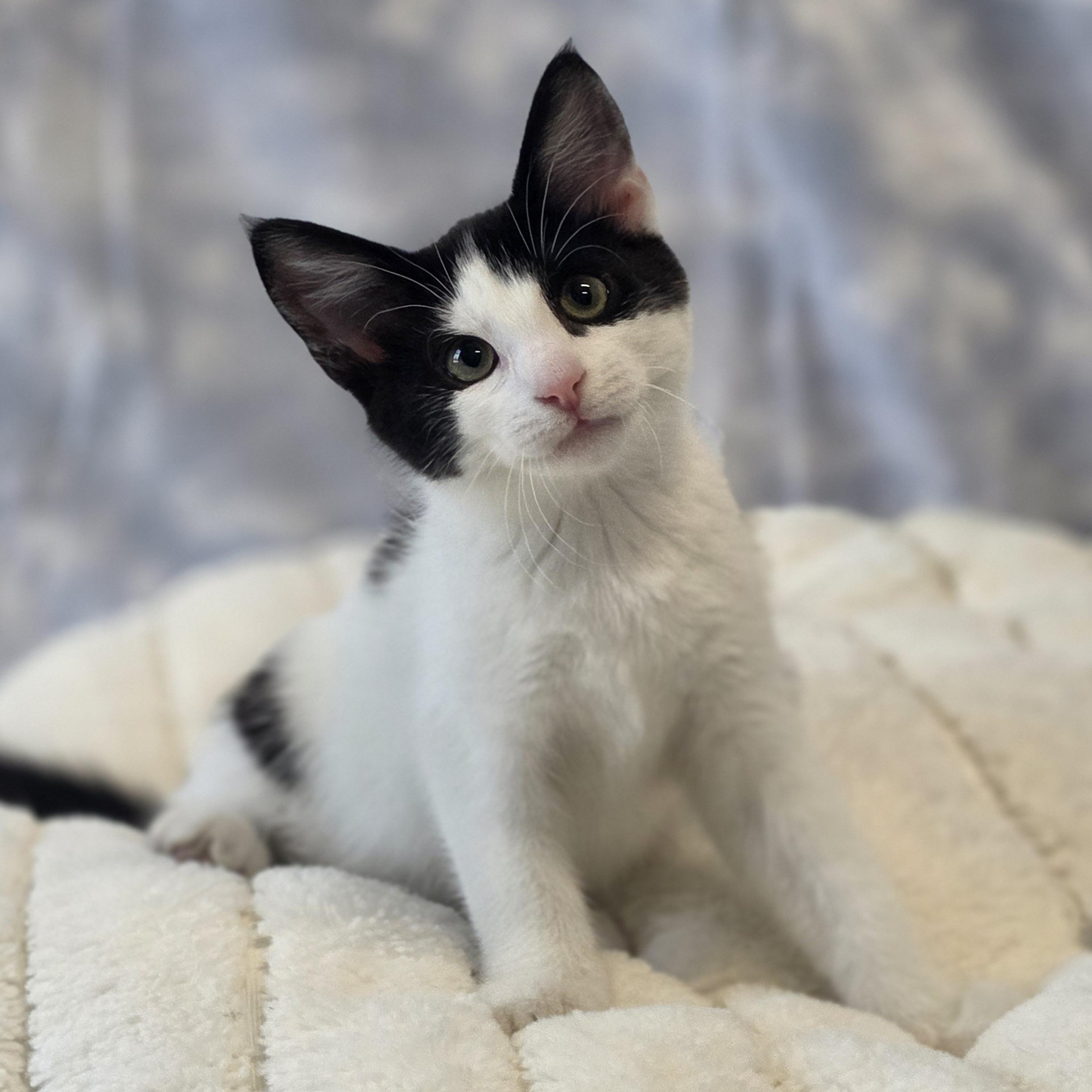 Fancy Nancy, adopted, Kitten Female Domestic Short Hair.
