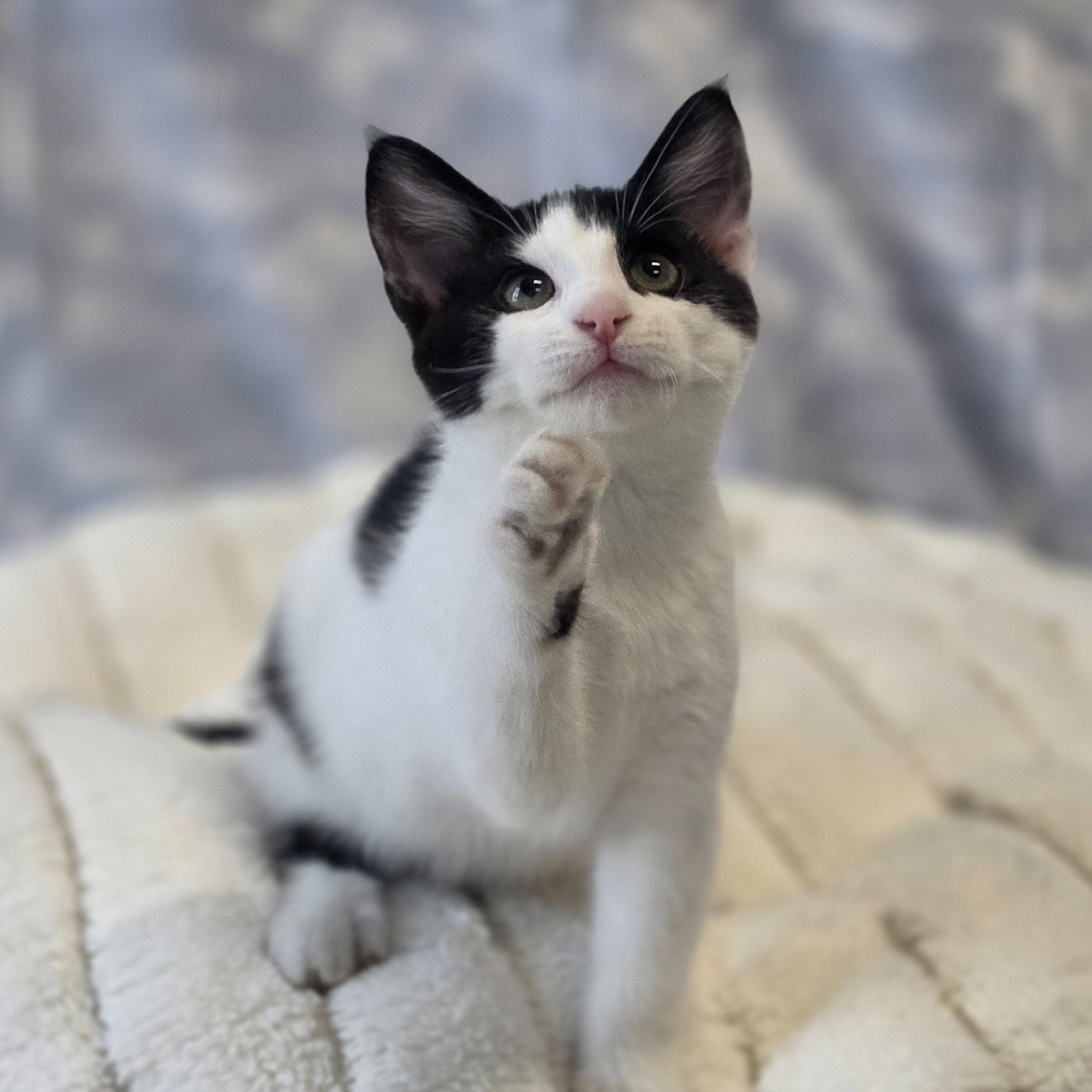 Fancy Nancy, an adopted Domestic Short Hair in Lowell, AR image 4/5