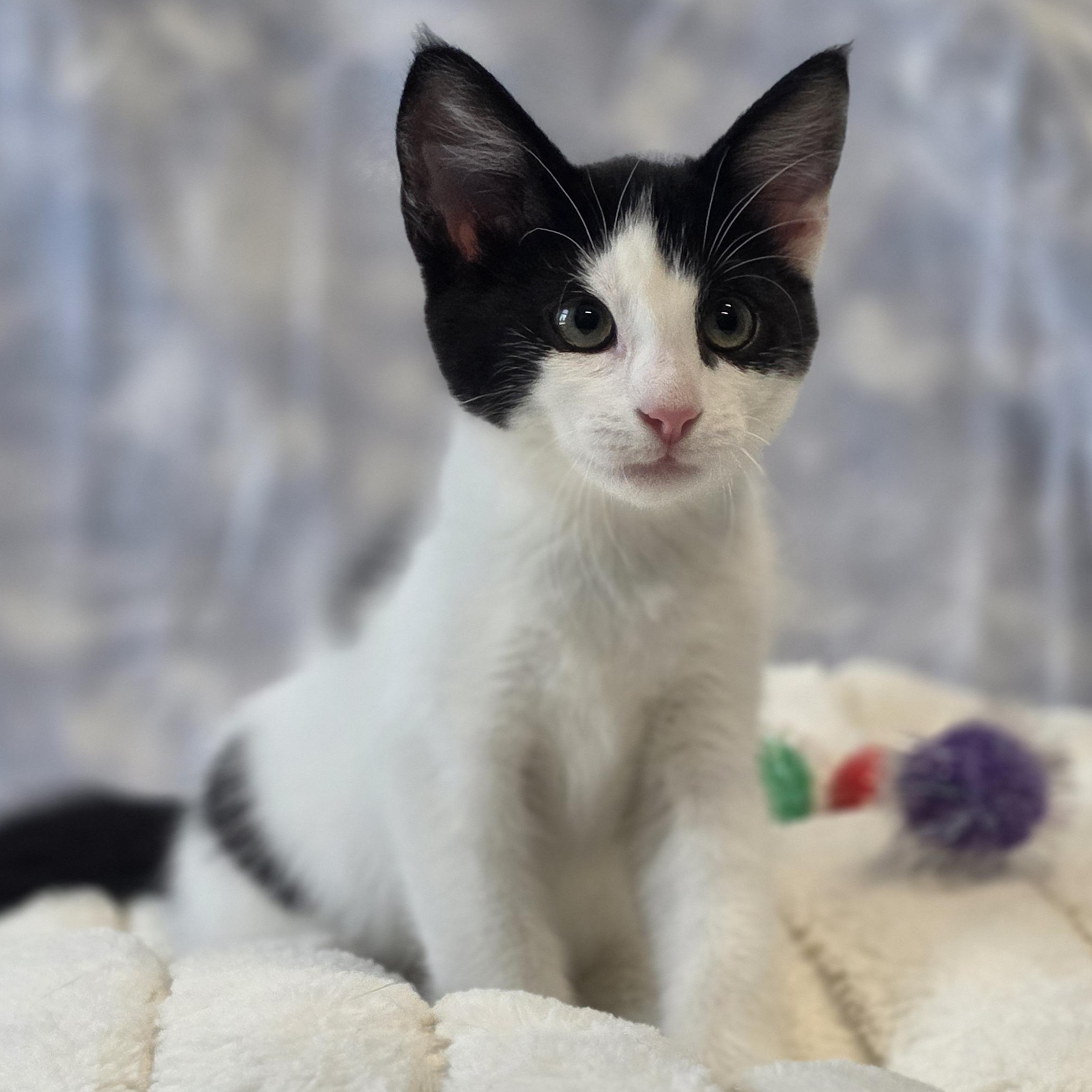 Fancy Nancy, an adopted Domestic Short Hair in Lowell, AR image 5/5