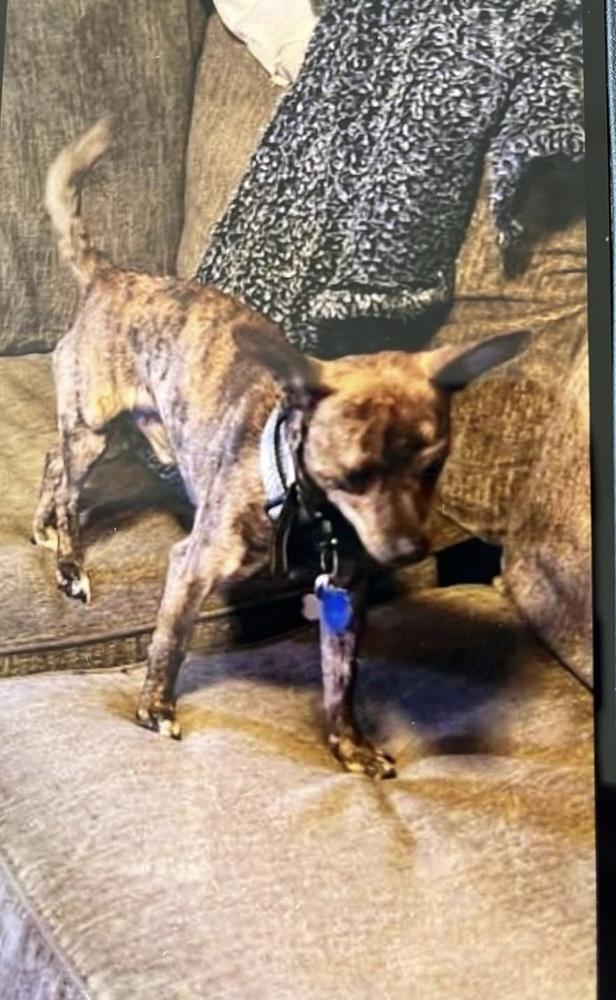 Enlarge Biscuit, a Adoptable mixed breed in Waterloo, IL image 1/3