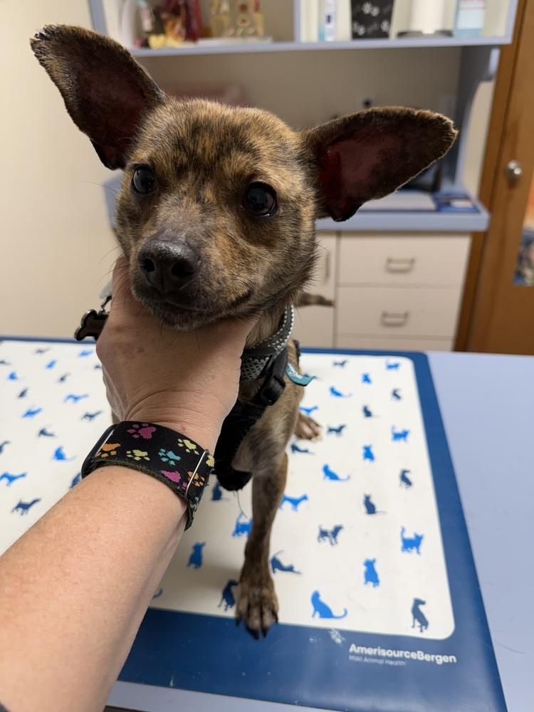 Enlarge Biscuit, a Adoptable mixed breed in Waterloo, IL image 2/6