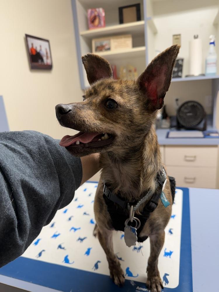 Enlarge Biscuit, a Adoptable mixed breed in Waterloo, IL image 3/6