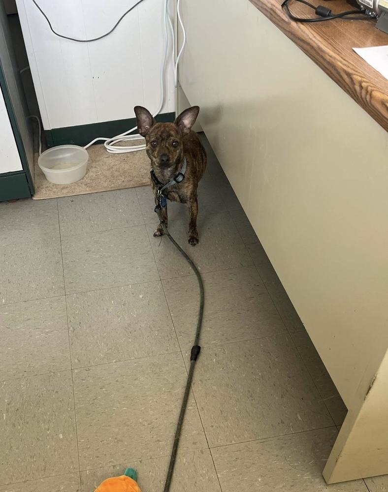 Enlarge Biscuit, a Adoptable mixed breed in Waterloo, IL image 3/3