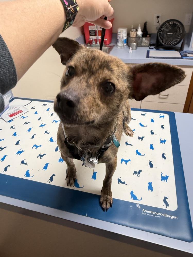 Enlarge Biscuit, a Adoptable mixed breed in Waterloo, IL image 6/6