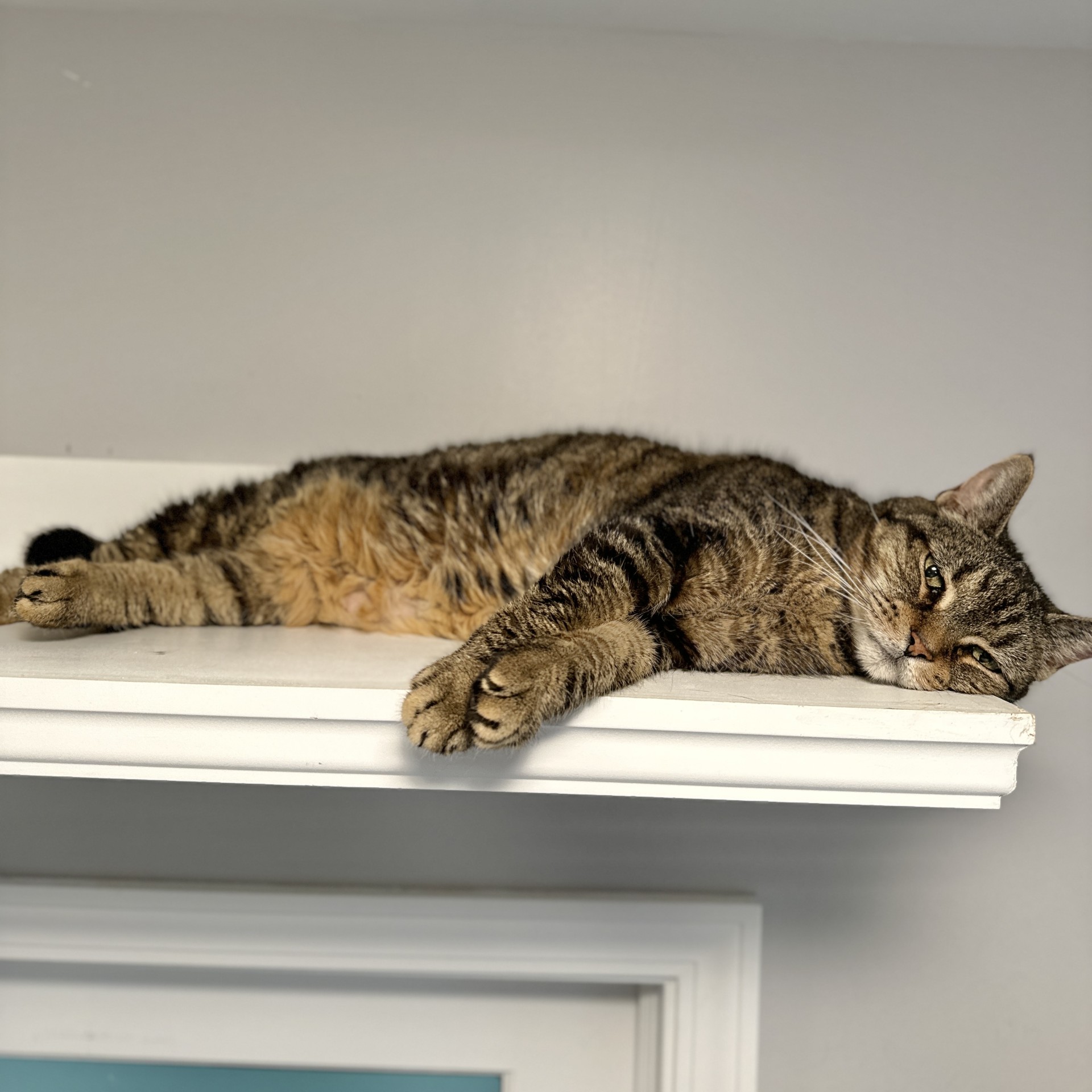 Christabella, a Adoptable Domestic Short Hair in Victor, NY image 6/6