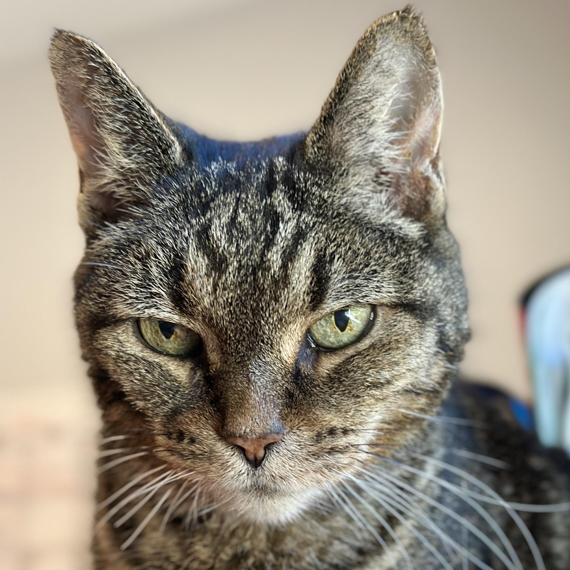 Christabella, Adoptable, Senior Female Domestic Short Hair.