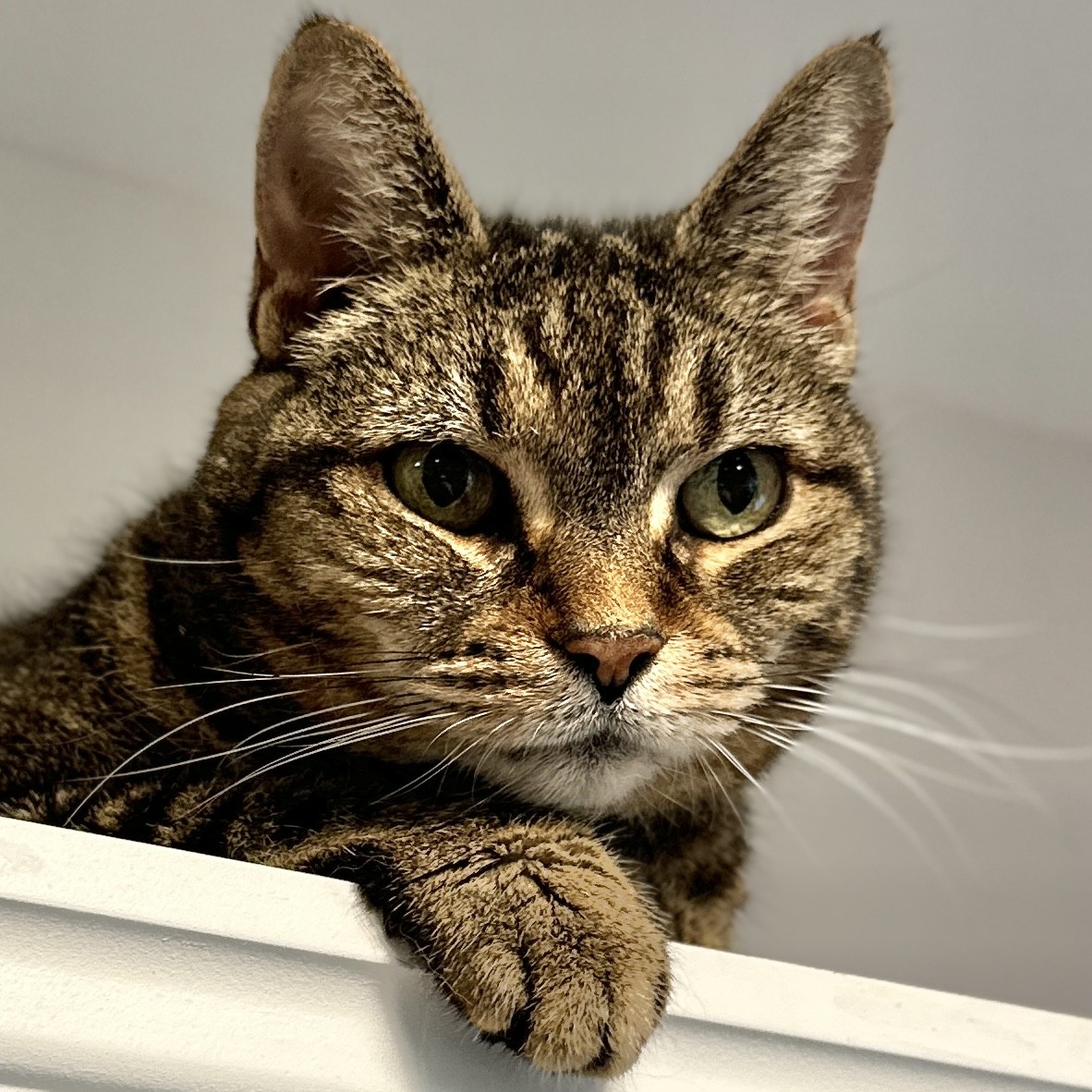 Christabella, a Adoptable Domestic Short Hair in Victor, NY image 5/6