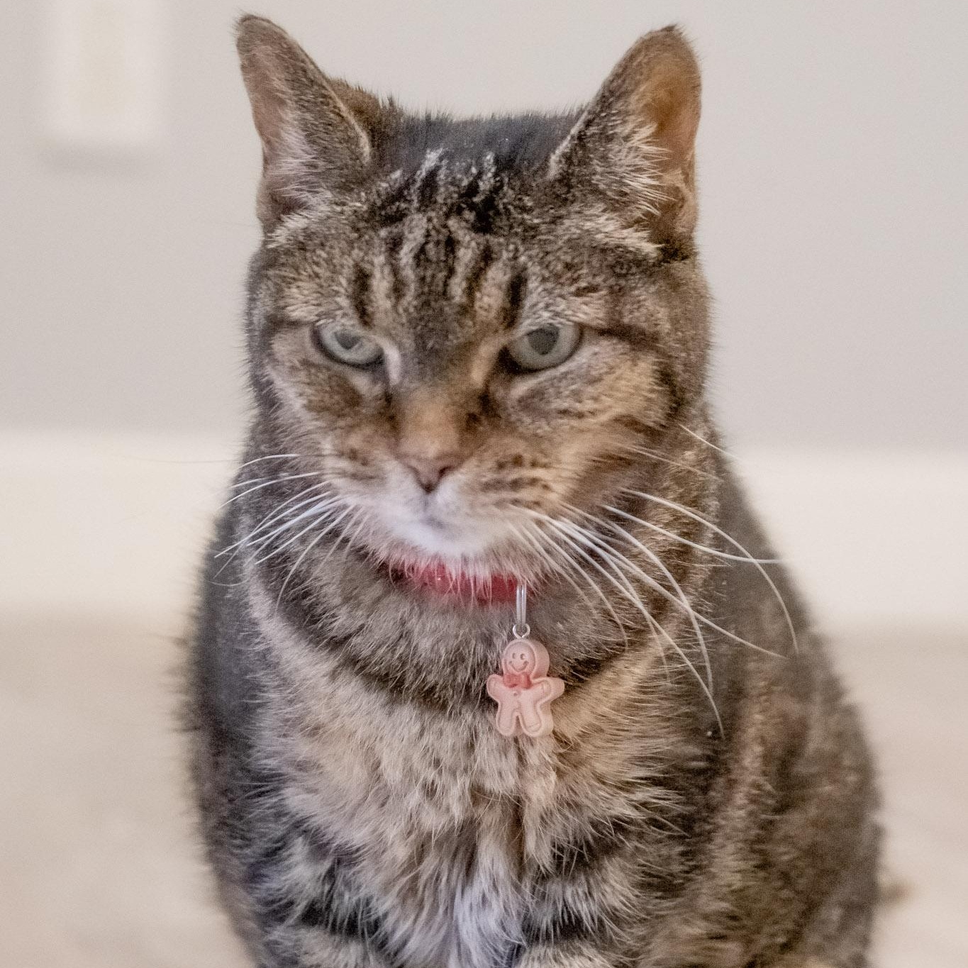 Christabella, a Adoptable Domestic Short Hair in Victor, NY image 1/6