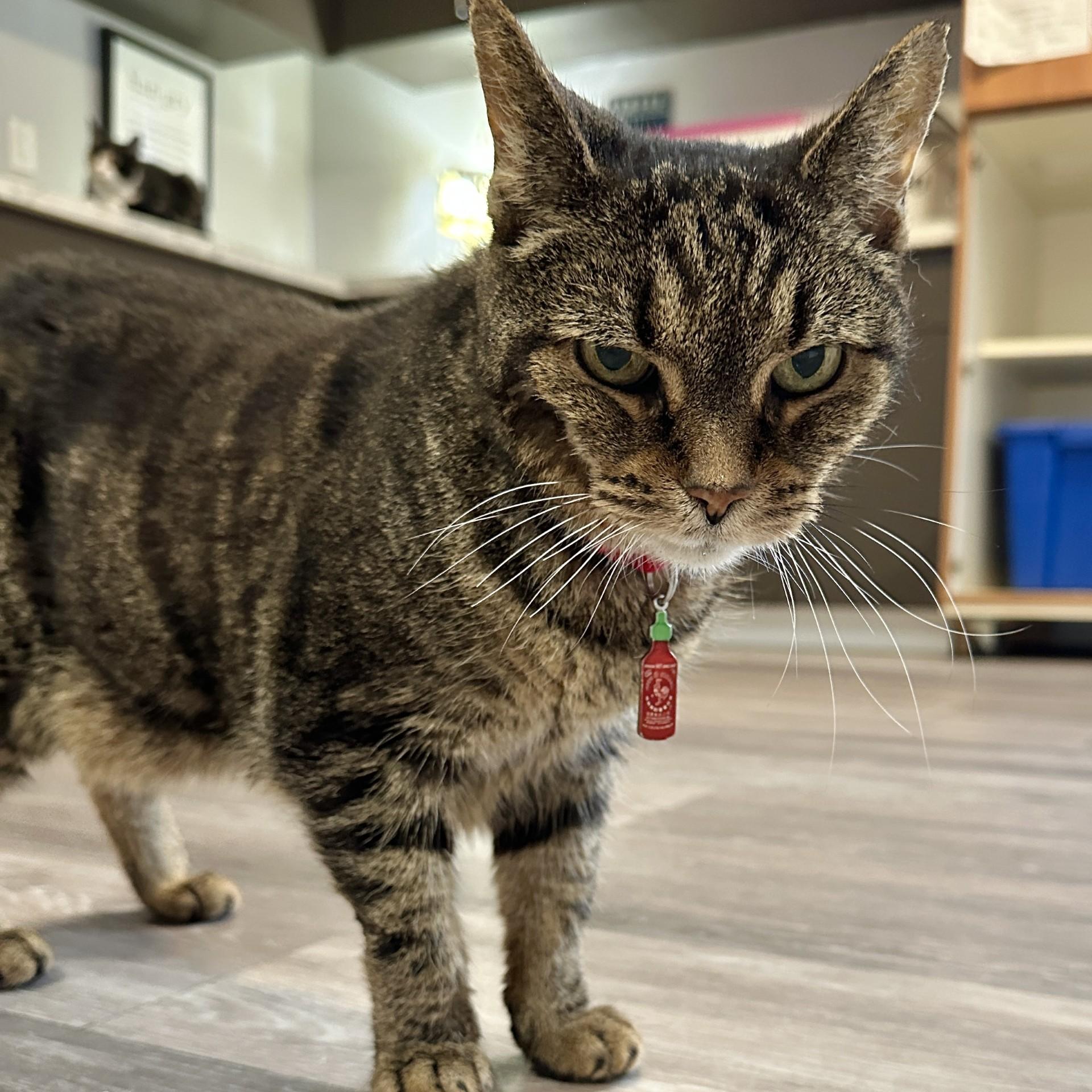 Christabella, a Adoptable Domestic Short Hair in Victor, NY image 4/6