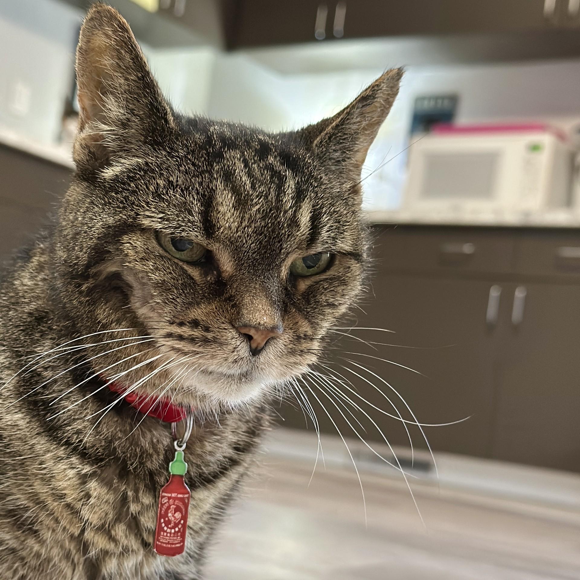 Christabella, a Adoptable Domestic Short Hair in Victor, NY image 2/6