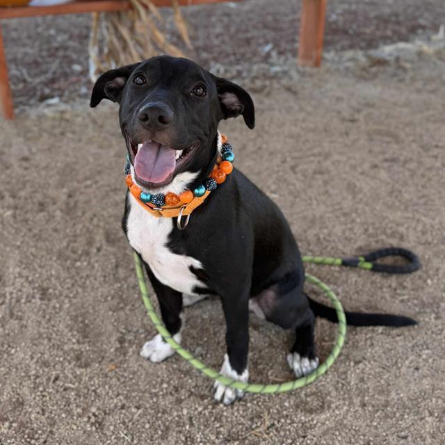 ARAMIS, Adoptable, Young Male Australian Cattle Dog / Blue Heeler & Mixed Breed.
