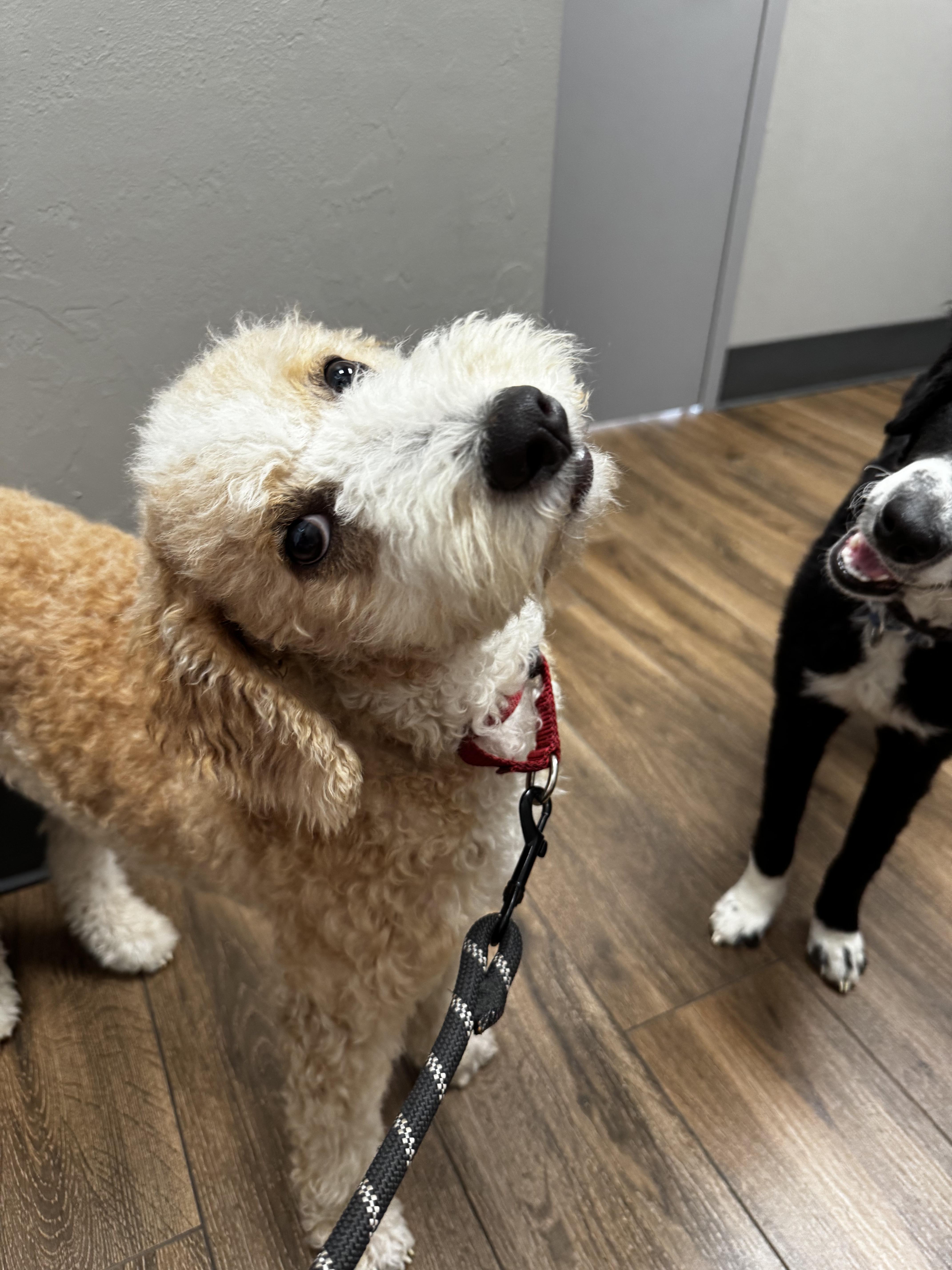 Cheek to Cheek with Ella