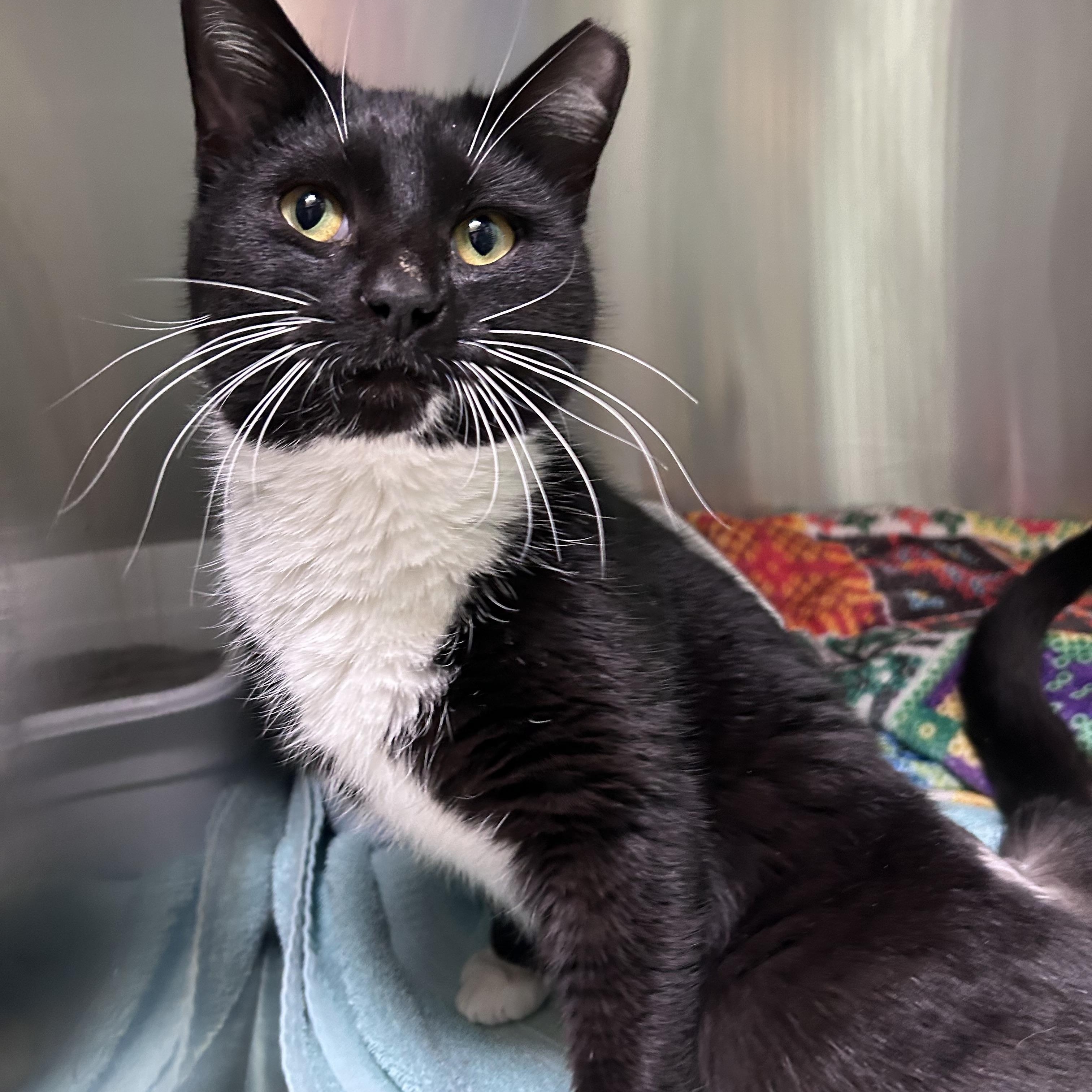 Sylvester thumbnail 3