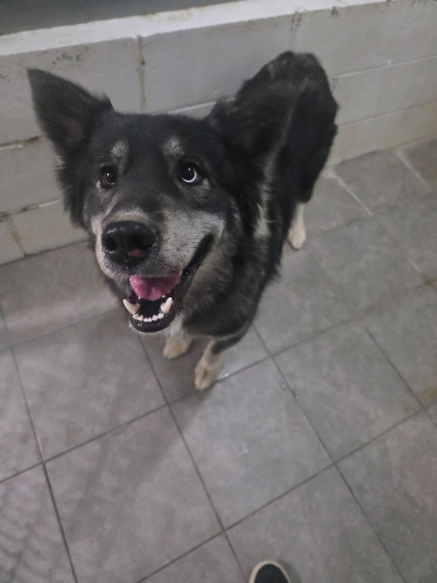 Shadow-The Loyal Bestie You’ve Been Waiting For