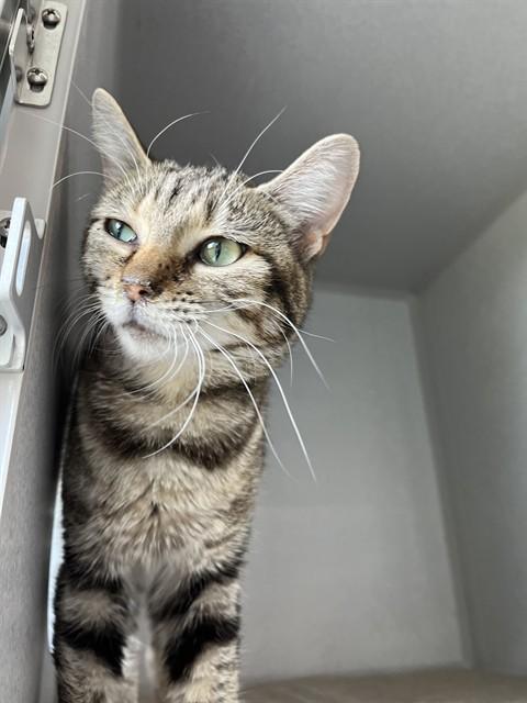 SWEETS, Adoptable, Young Female Domestic Short Hair.