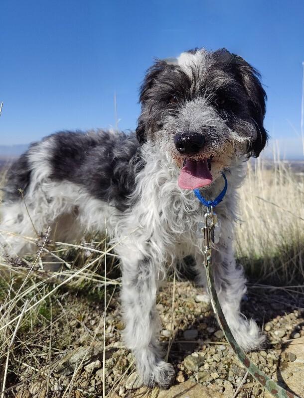 Young Gandalf — thumbnail 4