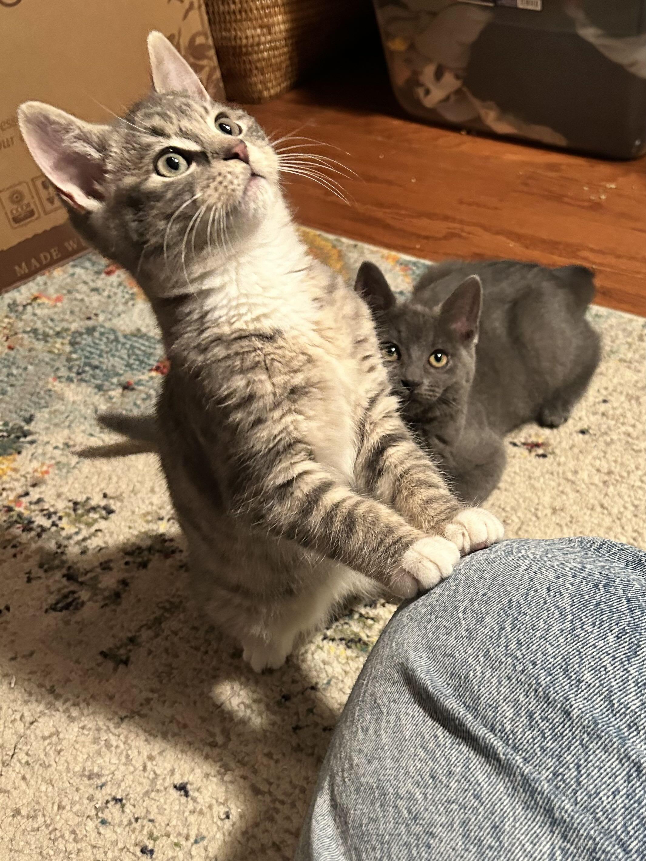 Enlarge Jupiter, a ADOPTABLE Domestic Short Hair in Weehawken, NJ image 2/2