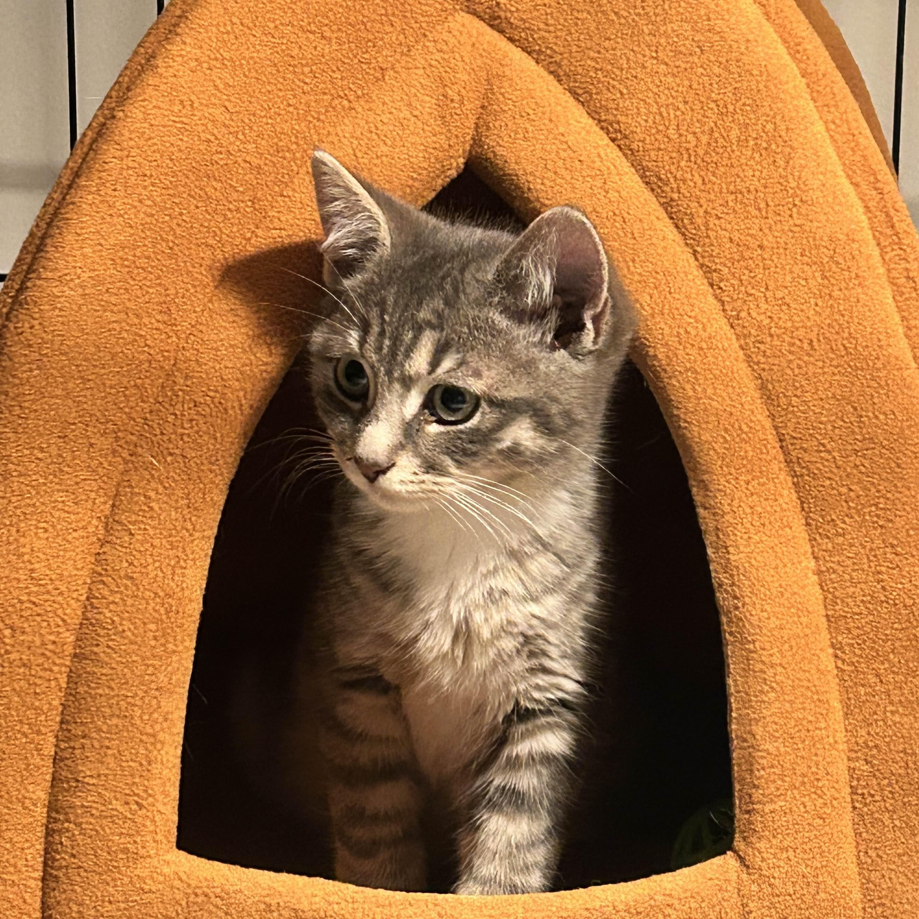 Enlarge Jupiter, a ADOPTABLE Domestic Short Hair in Weehawken, NJ image 1/2