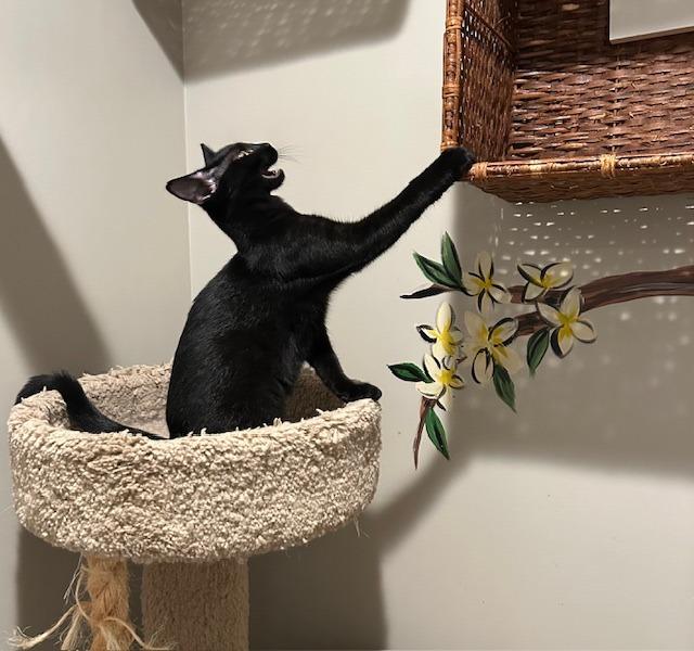 Allie25, Adoptable, Young Female Domestic Short Hair.