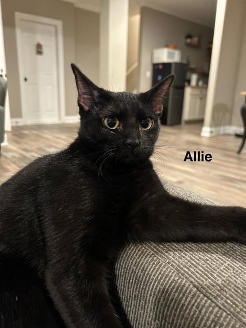 Allie25, a Adoptable mixed breed in Youngsville, NC image 2/4